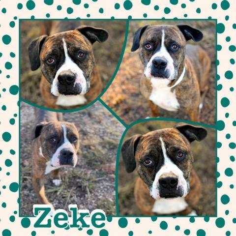 Zeke CFS 220057849, an adoptable Boxer in Fort Smith, AR, 72916 | Photo Image 3