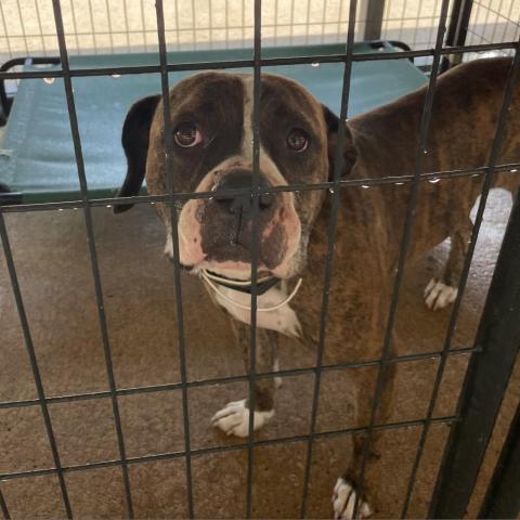 Zeke CFS 220057849, an adoptable Boxer in Fort Smith, AR, 72916 | Photo Image 4