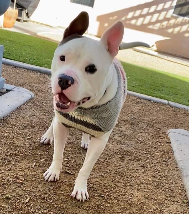 Harley , an adopted Dogo Argentino & American Bully Mix in Simi Valley, CA_image-2