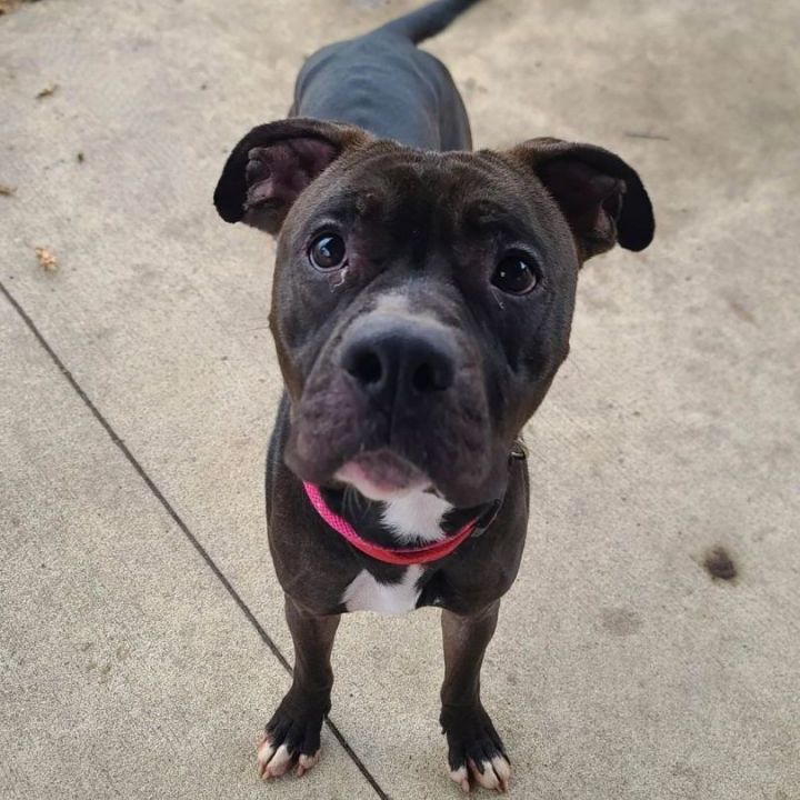 Briar - $25 adoption fee , an adopted Boxer & Pit Bull Terrier Mix in Waterloo, IA_image-1