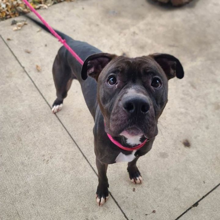 Briar - $25 adoption fee  3
