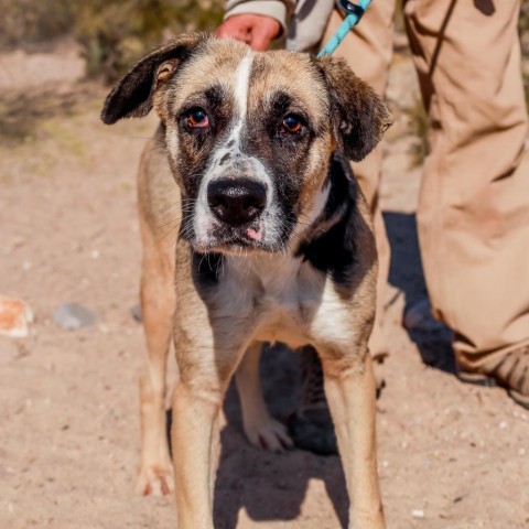 Pennie, an adoptable Mixed Breed in Las Cruces, NM, 88012 | Photo Image 5
