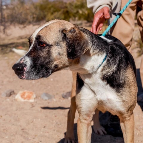 Pennie, an adoptable Mixed Breed in Las Cruces, NM, 88012 | Photo Image 6