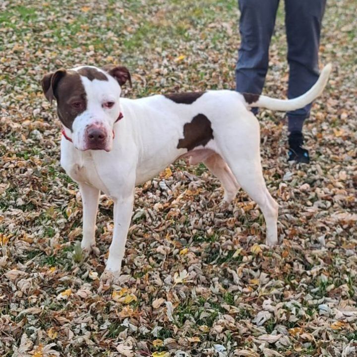 Donny - $25 adoption fee , an adopted Pit Bull Terrier Mix in Waterloo, IA_image-4