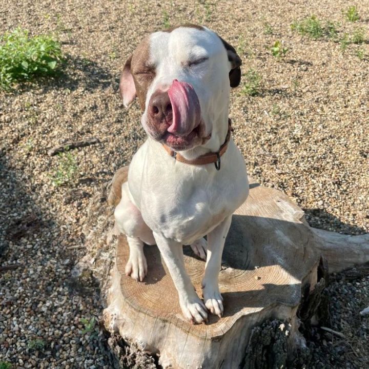 Donny - $25 adoption fee  5