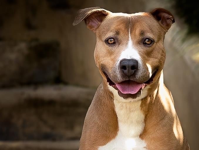 Jazzy, an adoptable Pit Bull Terrier & American Staffordshire Terrier Mix in Simi Valley, CA_image-2