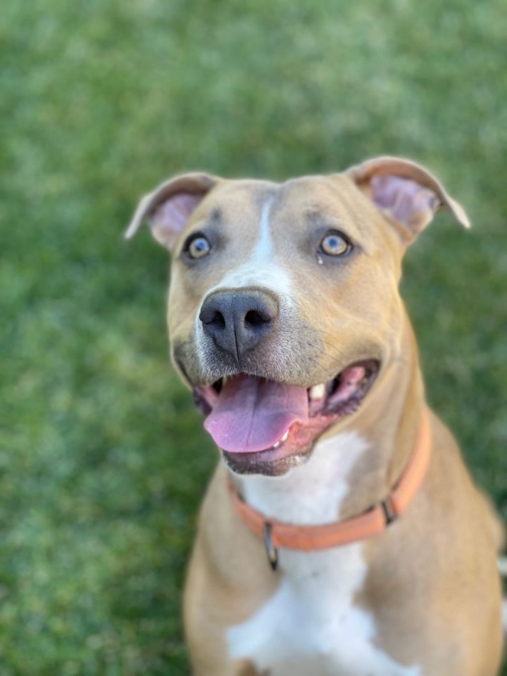 Jazzy, an adoptable Pit Bull Terrier & American Staffordshire Terrier Mix in Simi Valley, CA_image-4