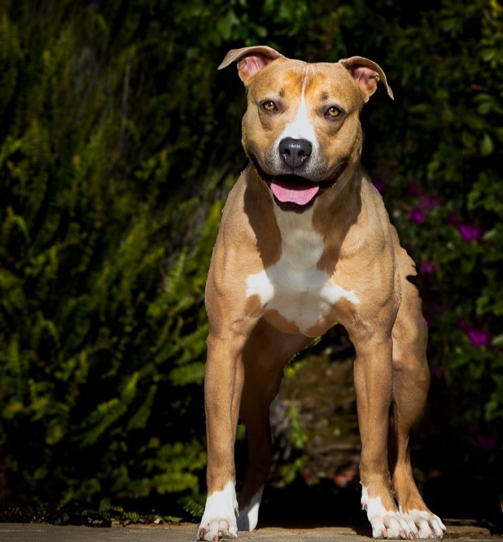 Jazzy, an adoptable Pit Bull Terrier & American Staffordshire Terrier Mix in Simi Valley, CA_image-5