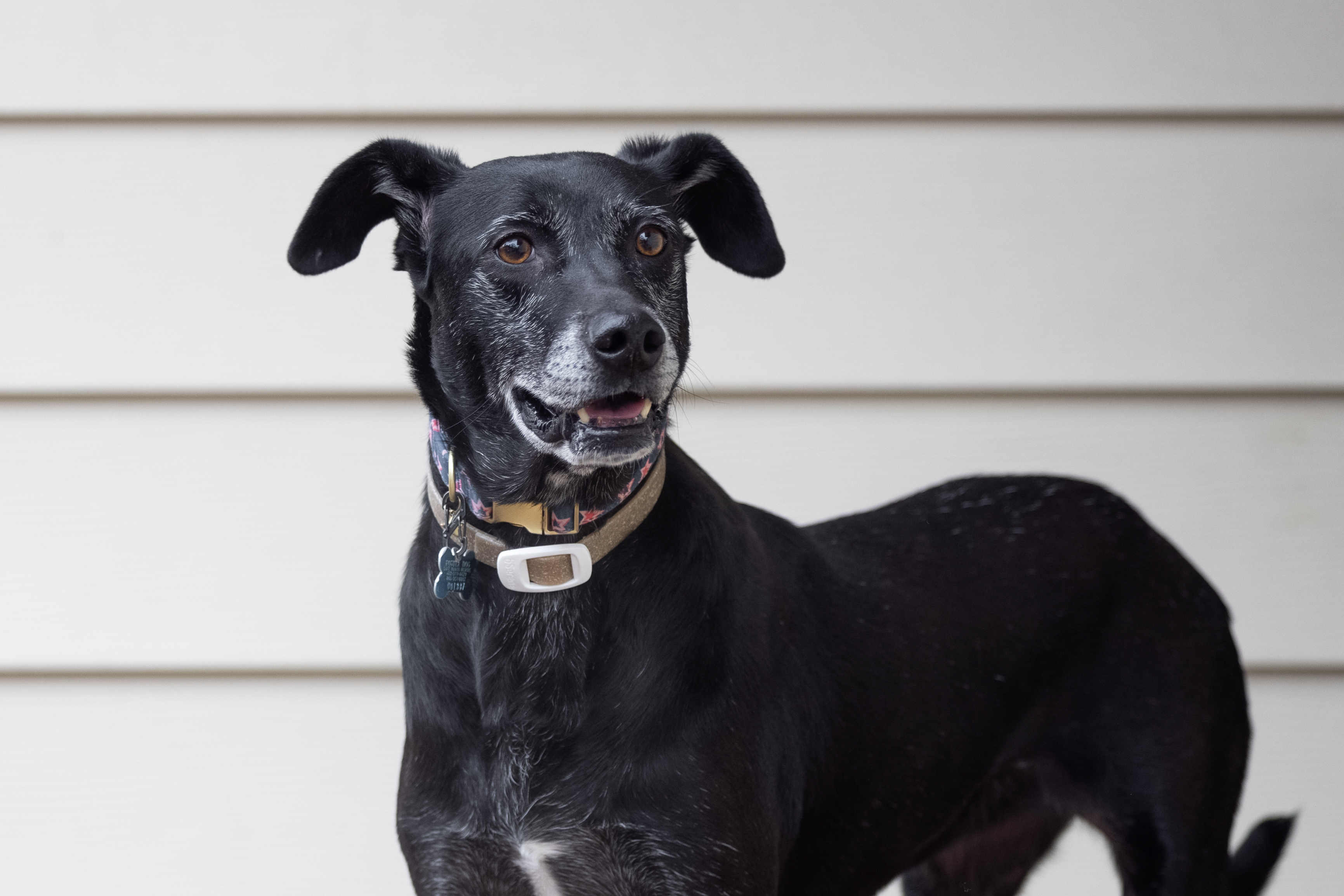 Stella, an adoptable Retriever, Mixed Breed in Minneapolis, MN, 55407 | Photo Image 2