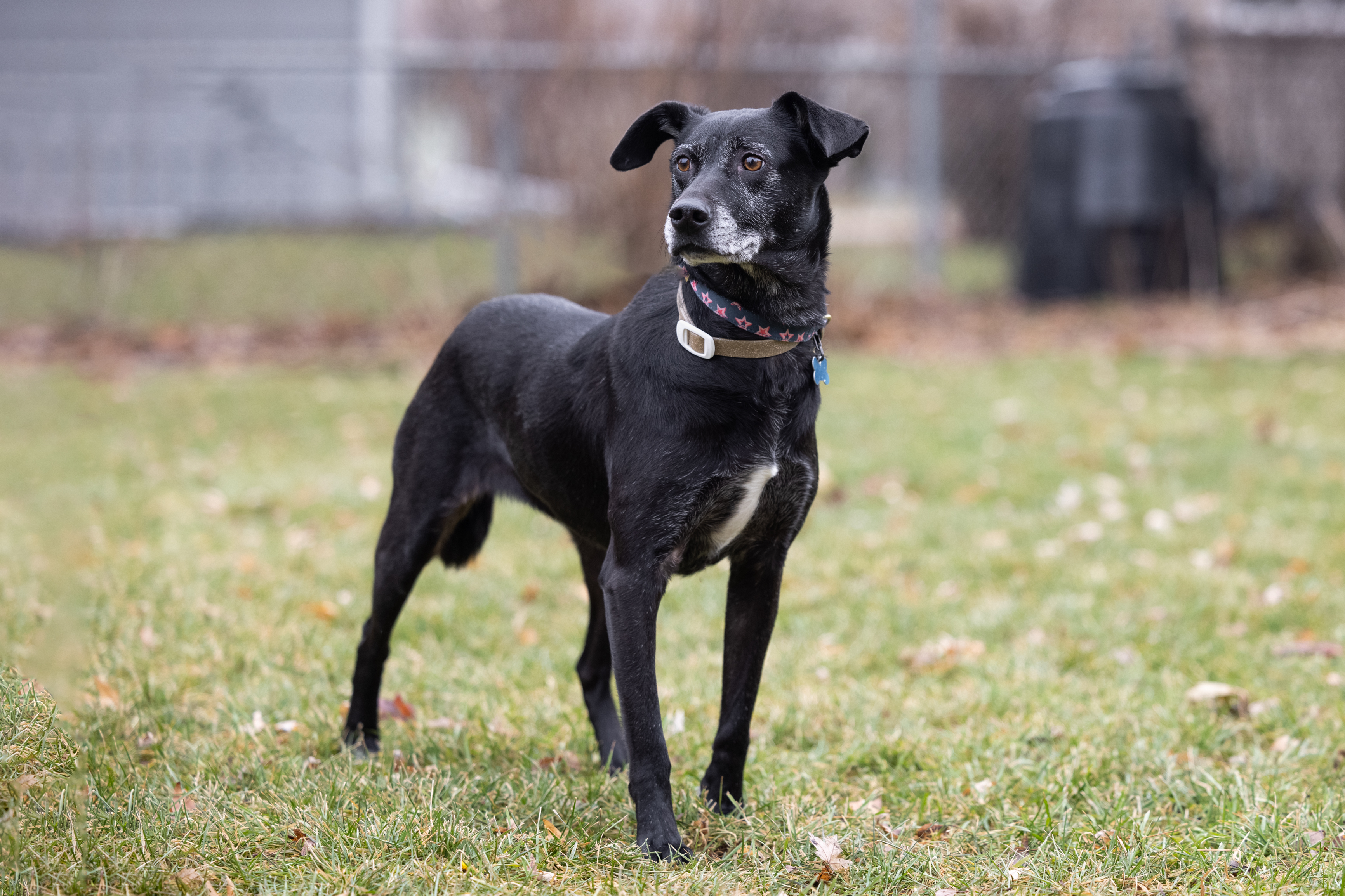 Stella, an adoptable Retriever, Mixed Breed in Minneapolis, MN, 55407 | Photo Image 4