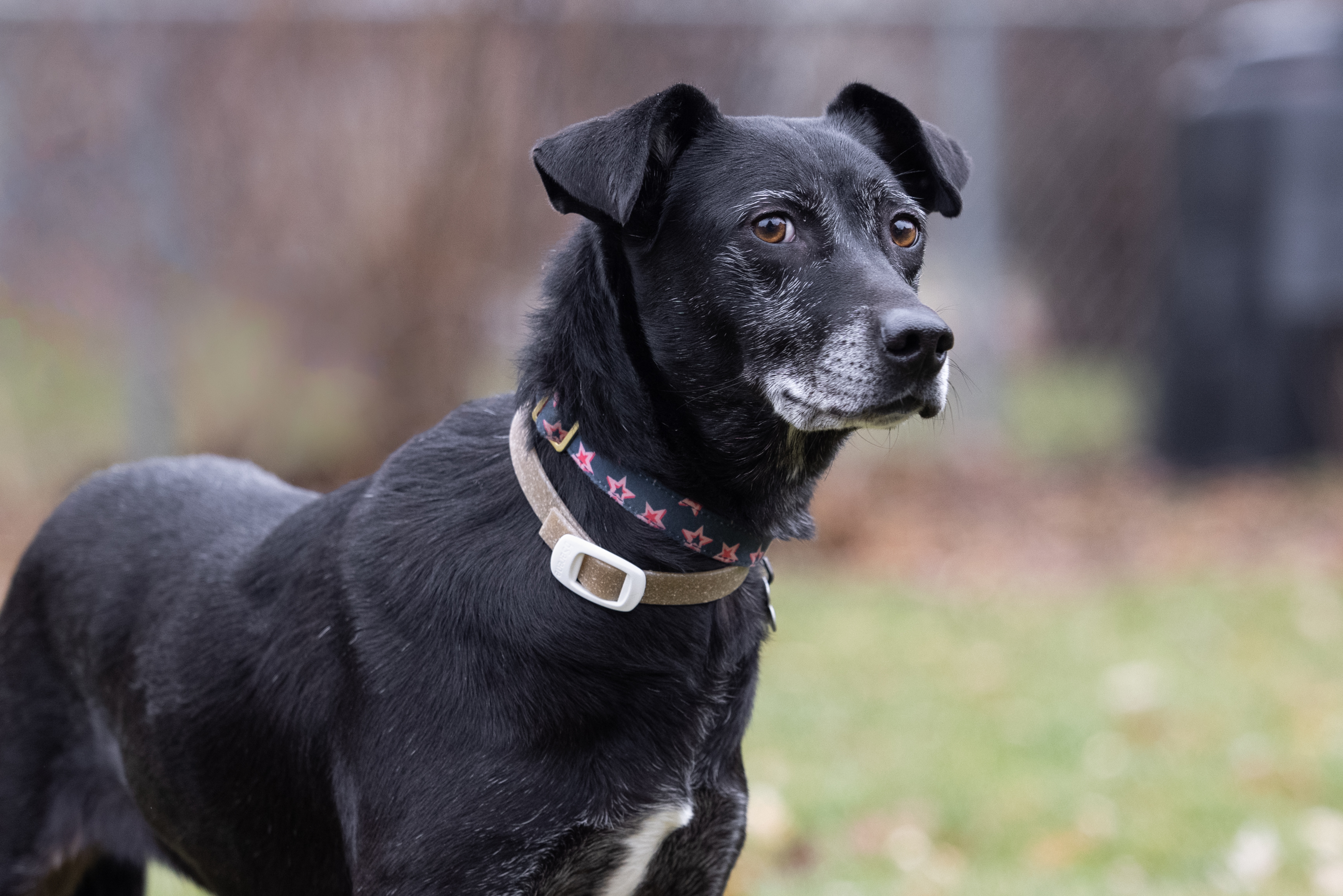 Stella, an adoptable Retriever, Mixed Breed in Minneapolis, MN, 55407 | Photo Image 5