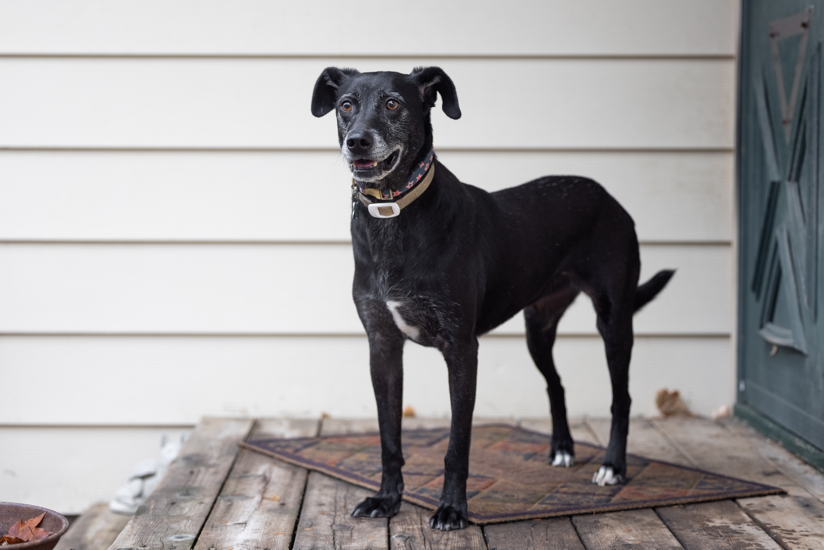 Stella, an adoptable Retriever, Mixed Breed in Minneapolis, MN, 55407 | Photo Image 6