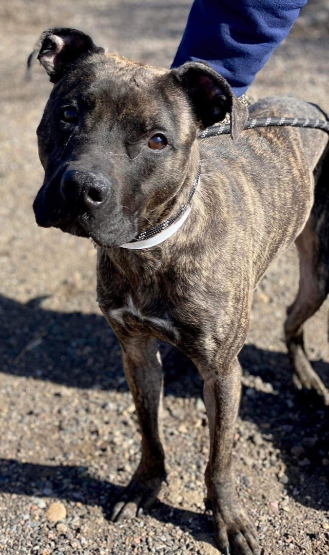 Sir Kingston- cruelty survivor , an adoptable Pit Bull Terrier in Ferndale, WA, 98248 | Photo Image 2