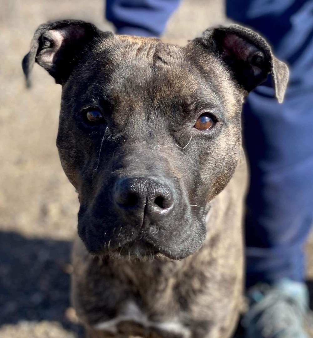 Sir Kingston- cruelty survivor , an adoptable Pit Bull Terrier in Ferndale, WA, 98248 | Photo Image 3