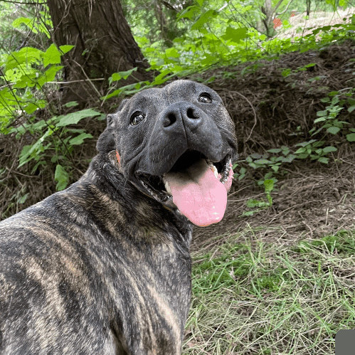 Sir Kingston- cruelty survivor , an adoptable Pit Bull Terrier in Ferndale, WA, 98248 | Photo Image 1