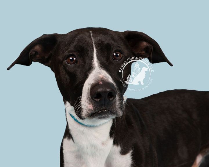 Soybean, an adoptable Pit Bull Terrier & Dachshund Mix in Minneapolis, MN_image-5