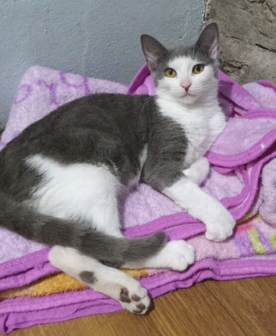 Dewey, an adoptable Domestic Short Hair Mix in Germansville, PA_image-4
