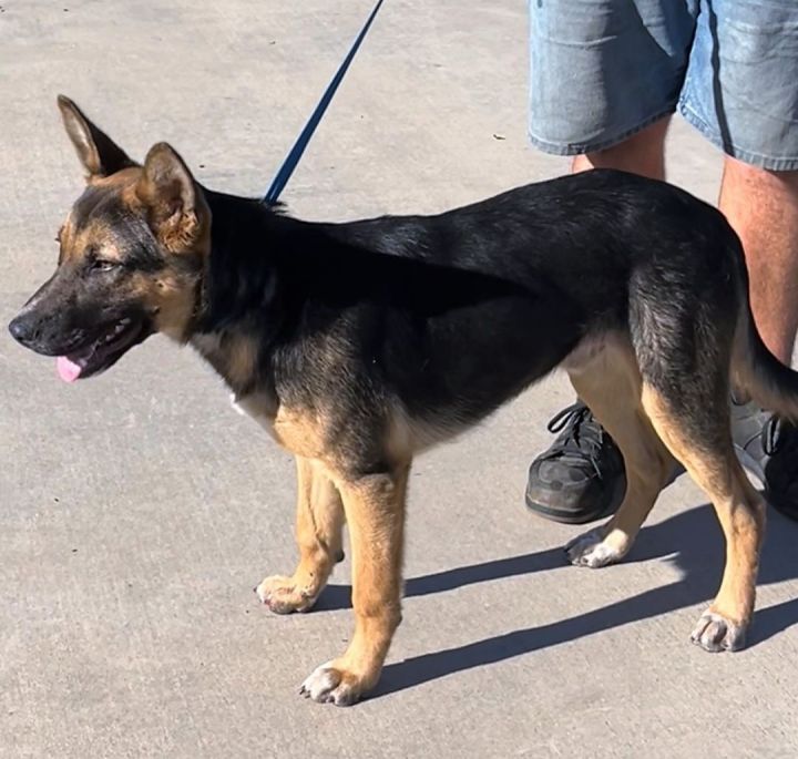 what size collar for german shepherd puppy