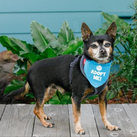 Pepito, an adoptable Chihuahua in Pacific Grove, CA, 93950 | Photo Image 1