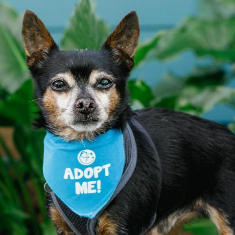 Pepito, an adoptable Chihuahua in Pacific Grove, CA, 93950 | Photo Image 2