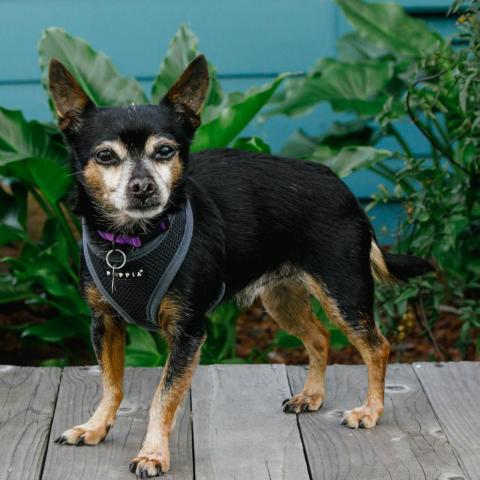 Pepito, an adoptable Chihuahua in Pacific Grove, CA, 93950 | Photo Image 4