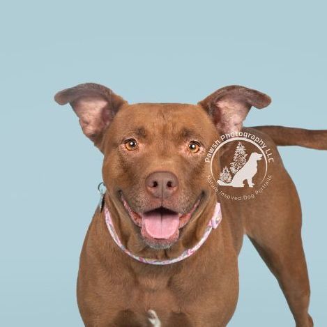 Cinnamon , an adoptable Pit Bull Terrier Mix in Minneapolis, MN_image-1