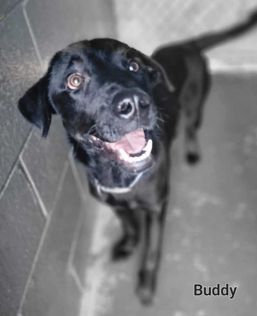 Buddy, an adoptable Labrador Retriever in El Dorado, AR, 71730 | Photo Image 1