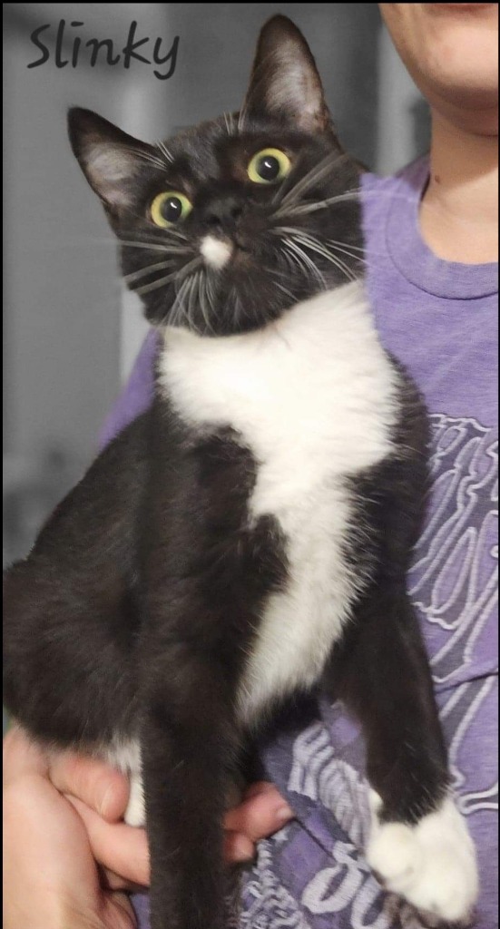 Slinky, an adoptable Domestic Short Hair in El Dorado, AR, 71730 | Photo Image 1