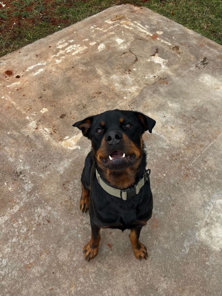 Rocko X, an adoptable Rottweiler in Newcastle, OK_image-3
