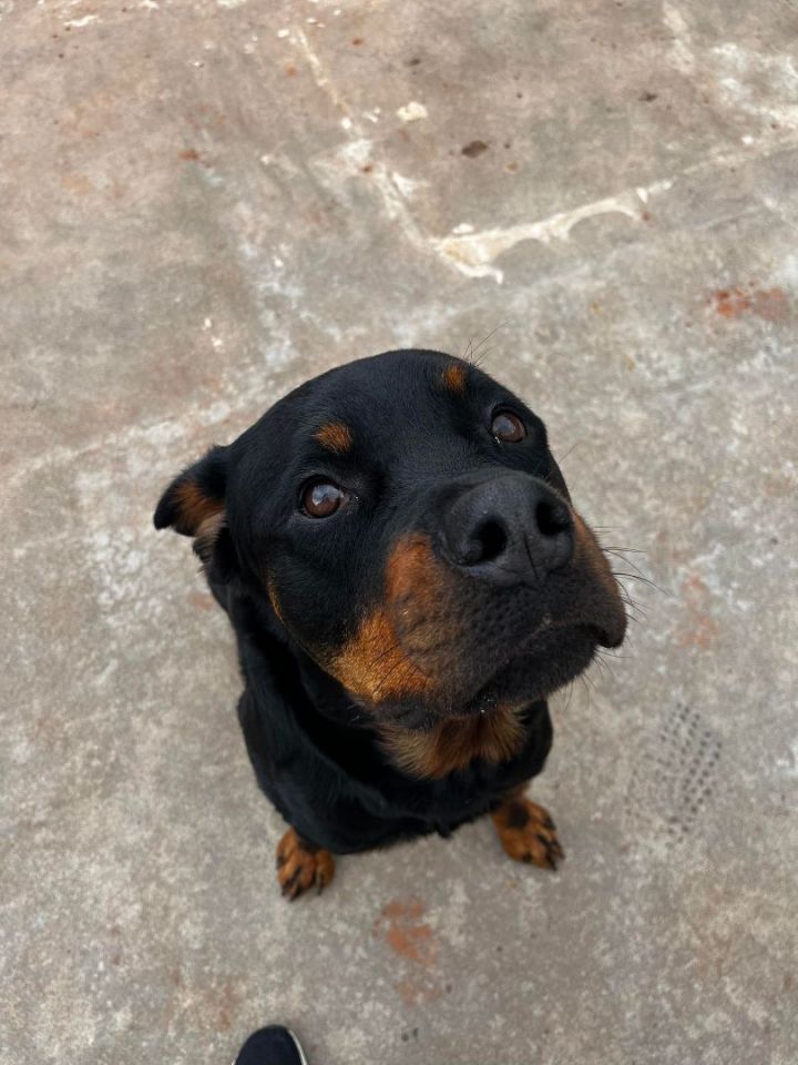 Rocko X, an adoptable Rottweiler in Newcastle, OK_image-4