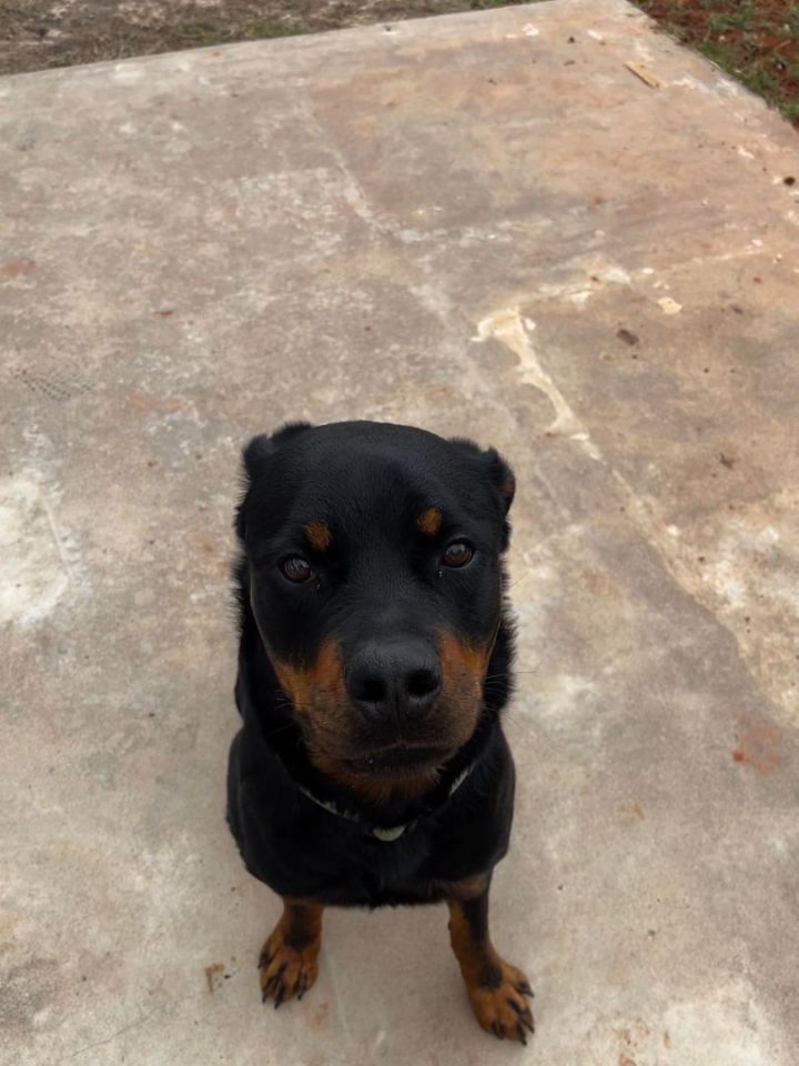 Rocko X, an adoptable Rottweiler in Newcastle, OK_image-5