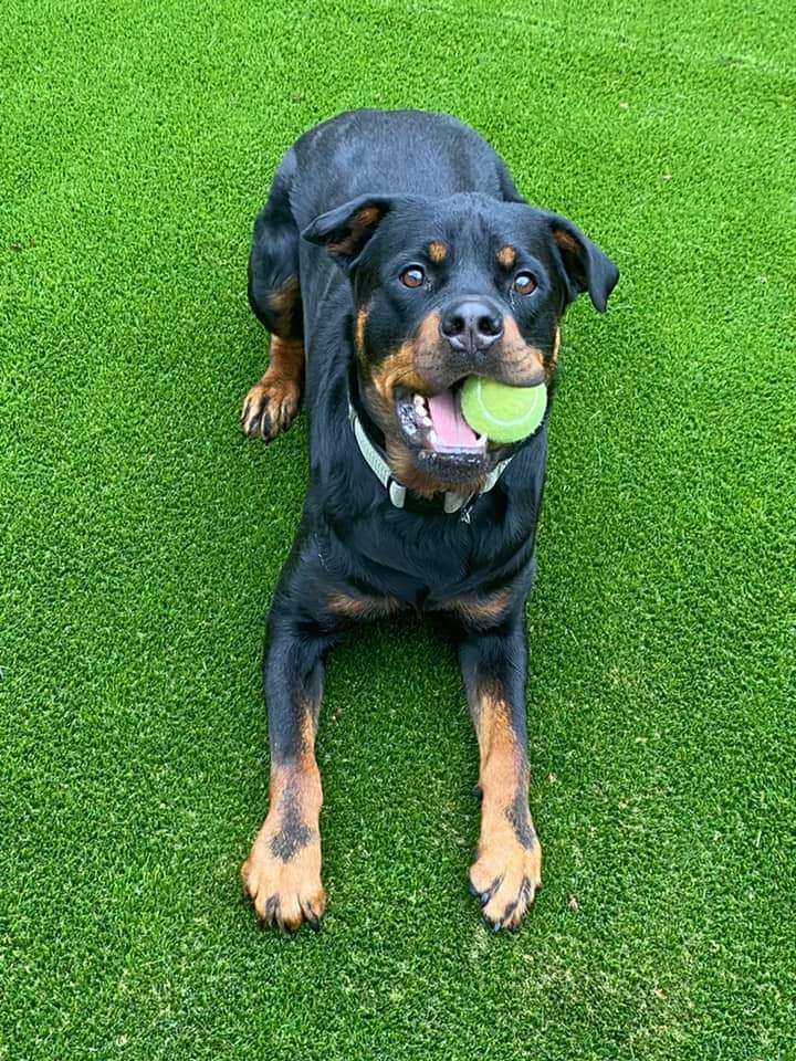 Rocko X, an adoptable Rottweiler in Newcastle, OK_image-1