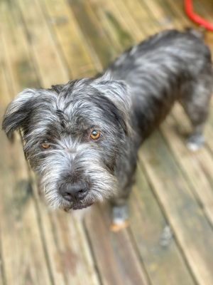 Bonnie Bee the Giant Schnauzer Mix (not a small dog)