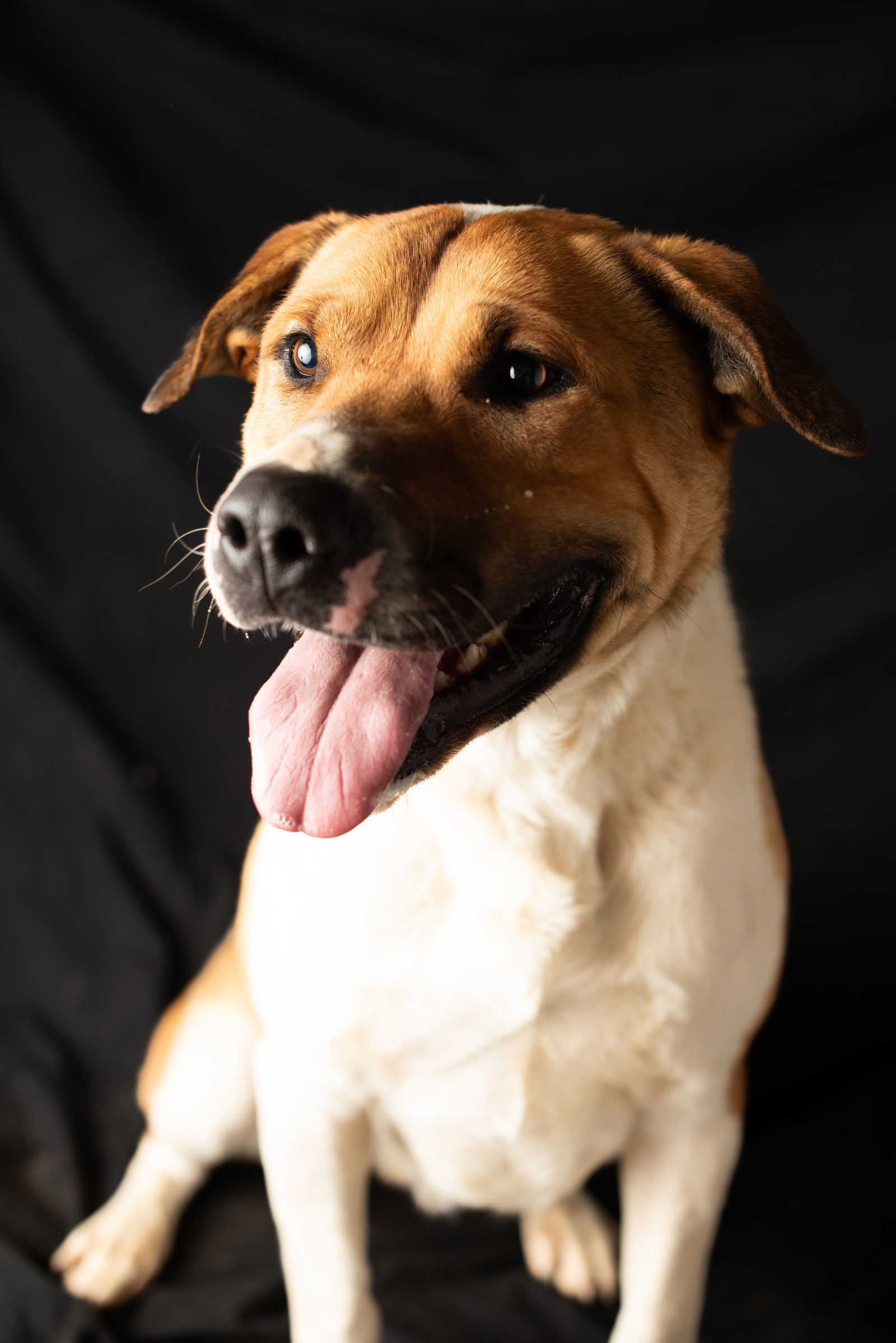 Romeo, an adoptable Shepherd, Pit Bull Terrier in Yreka, CA, 96097 | Photo Image 1