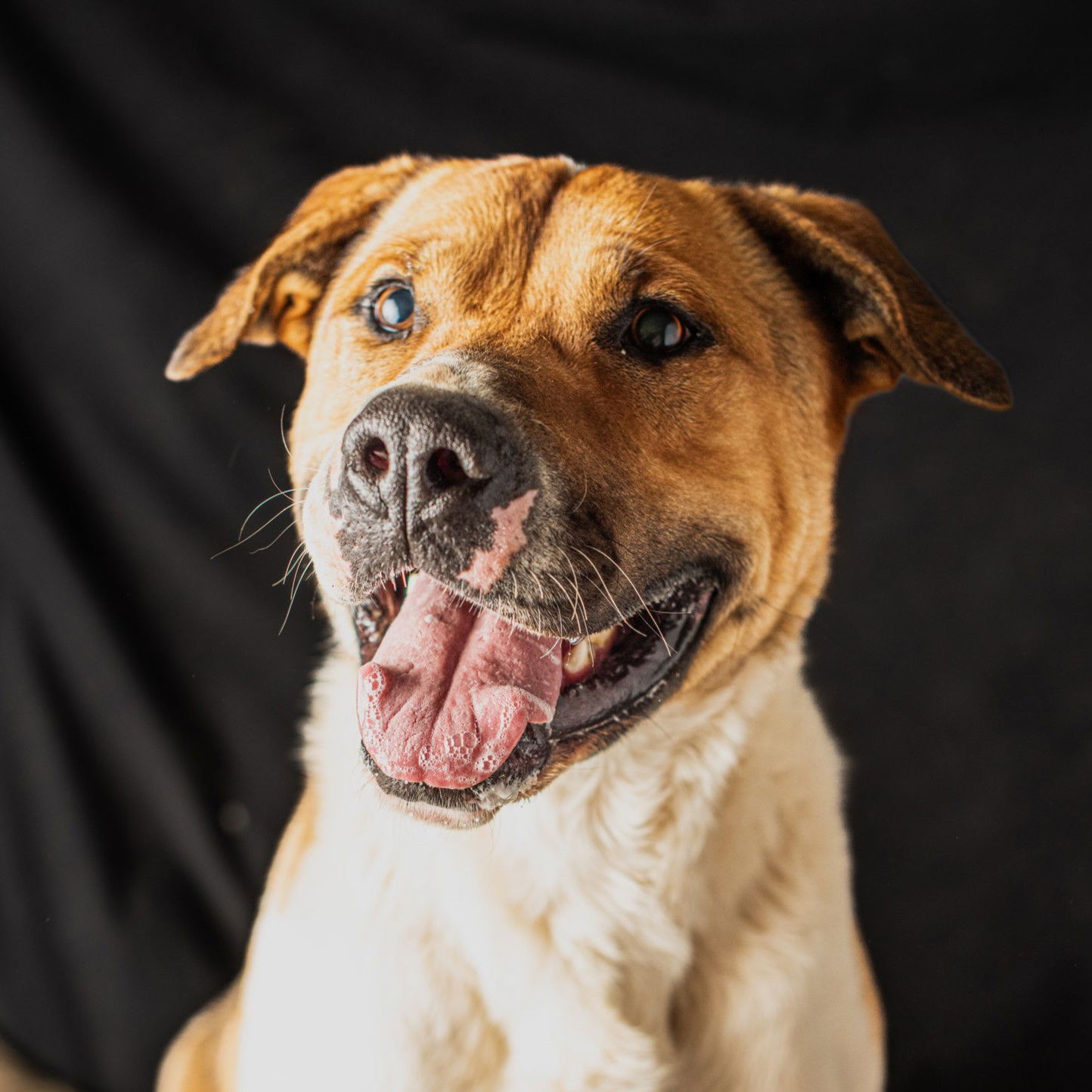 Romeo, an adoptable American Bulldog, Pit Bull Terrier in Yreka, CA, 96097 | Photo Image 1