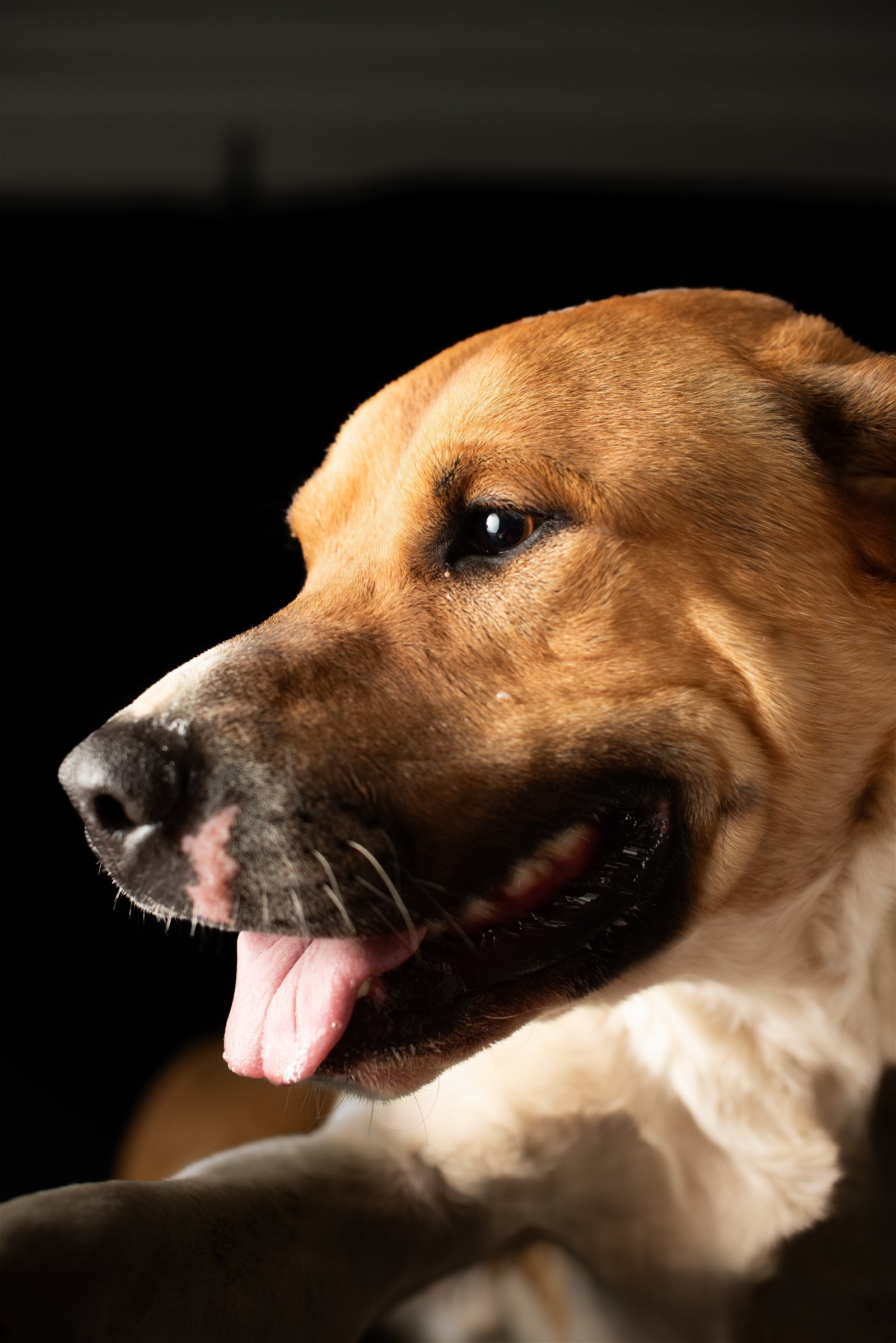Romeo, an adoptable Shepherd, Pit Bull Terrier in Yreka, CA, 96097 | Photo Image 2