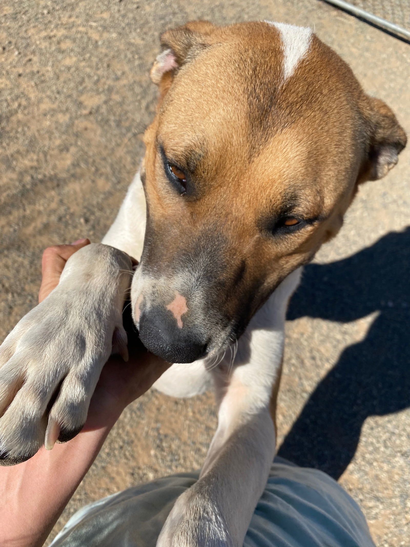 Romeo, an adoptable American Bulldog, Pit Bull Terrier in Yreka, CA, 96097 | Photo Image 2