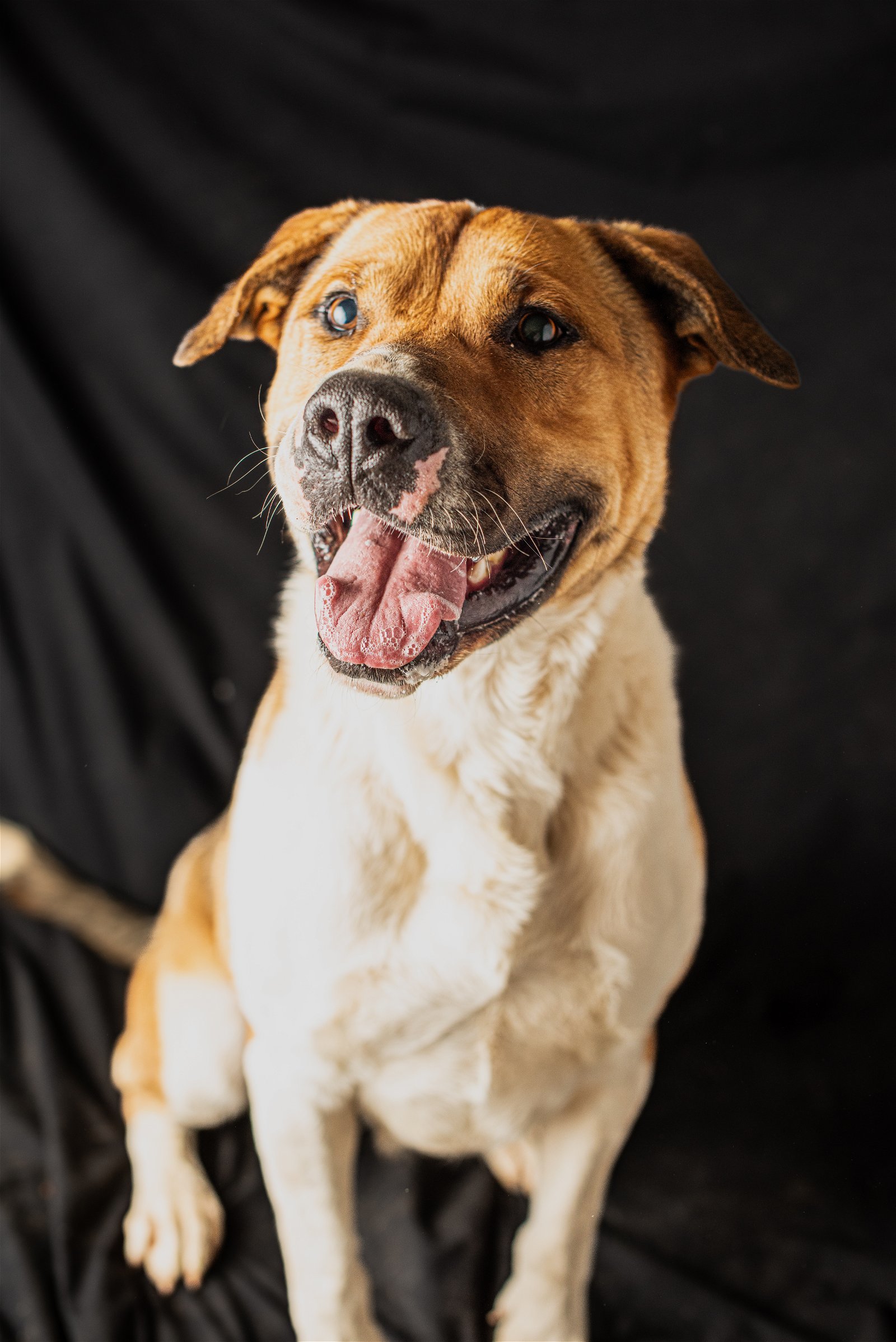 Romeo, an adoptable Shepherd, Pit Bull Terrier in Yreka, CA, 96097 | Photo Image 3