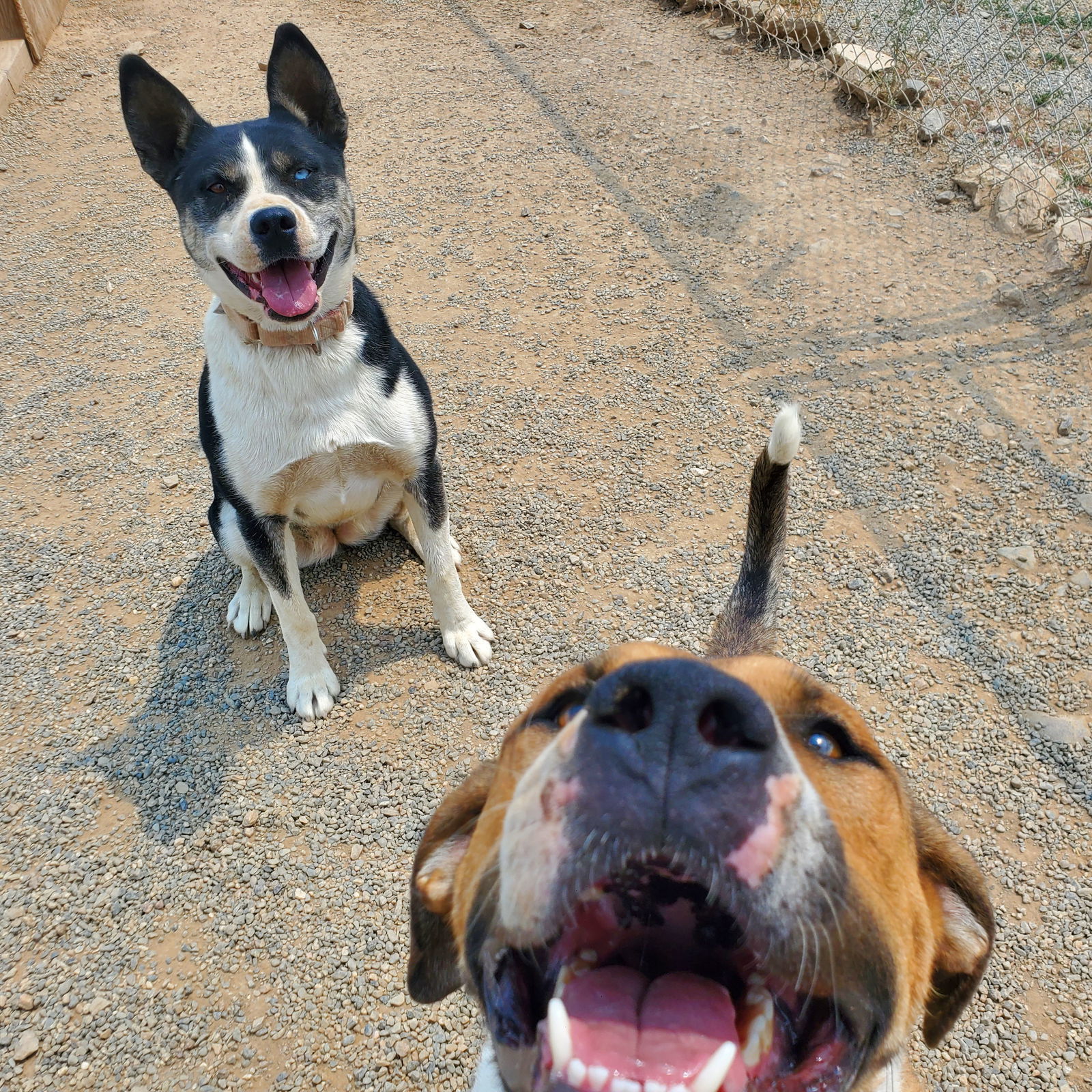 Romeo, an adoptable Shepherd, Pit Bull Terrier in Yreka, CA, 96097 | Photo Image 3