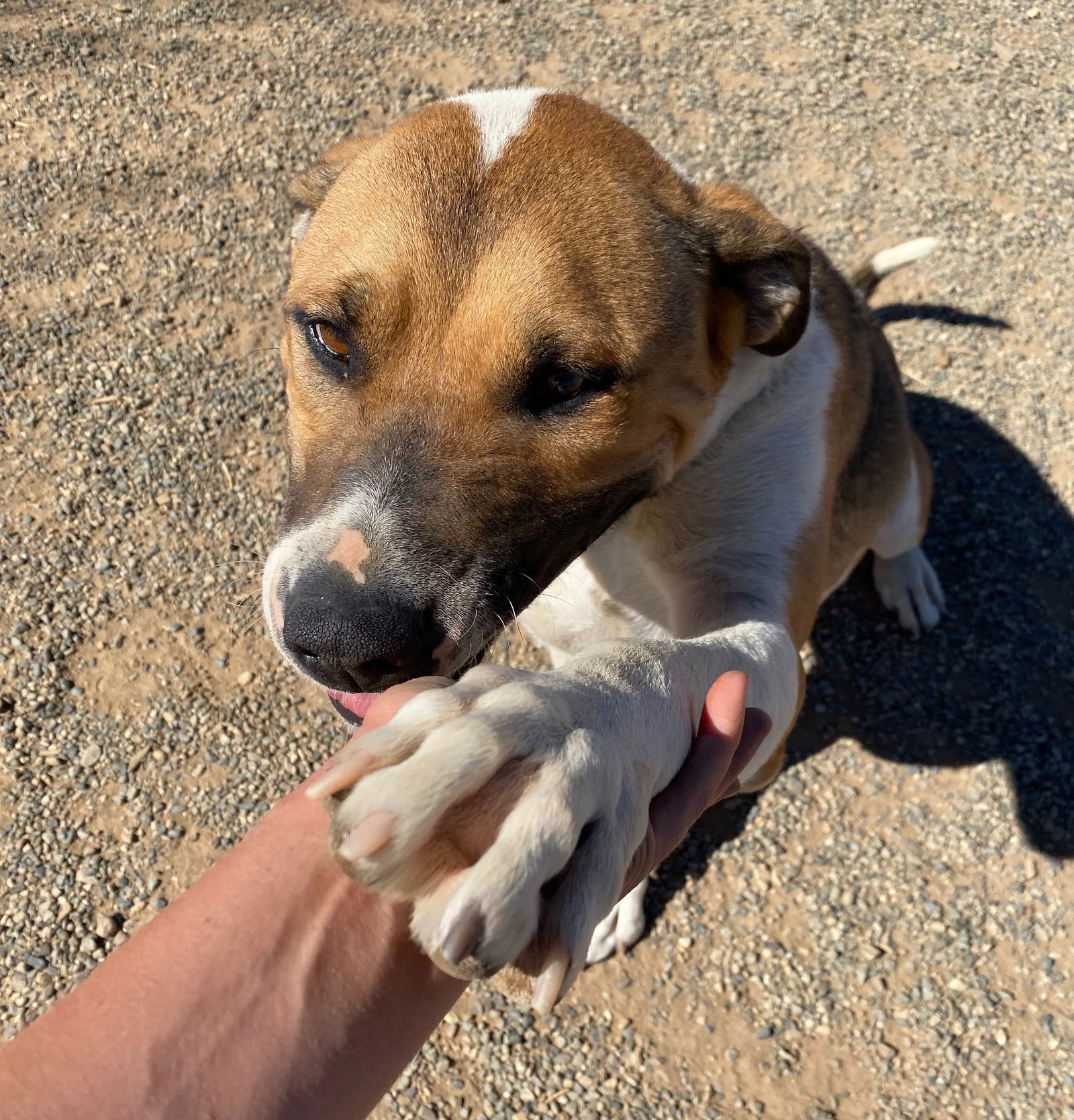 Romeo, an adoptable American Bulldog, Pit Bull Terrier in Yreka, CA, 96097 | Photo Image 3