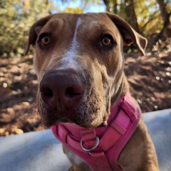 Gracie, an adoptable Pit Bull Terrier in Washington, UT_image-4