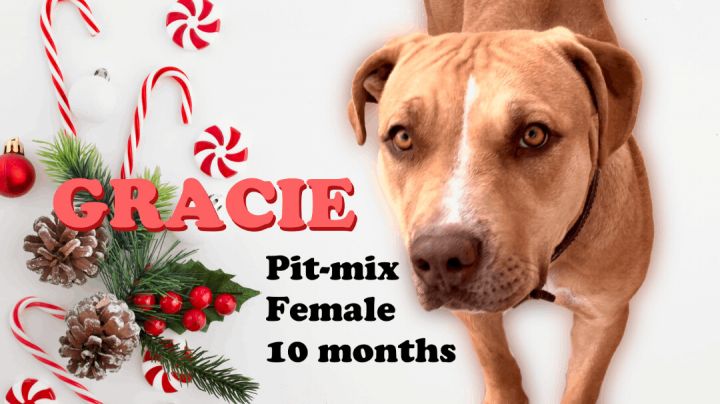 Gracie, an adoptable Pit Bull Terrier in Washington, UT_image-1