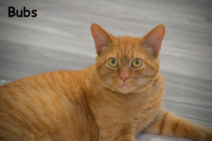 Bubs, an adoptable Tiger in Sevierville, TN_image-1