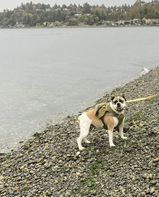 Tesla, an adoptable Boxer in Seattle, WA, 98116 | Photo Image 2