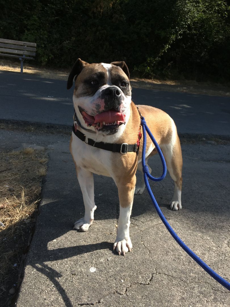 Tesla, an adoptable Boxer in Seattle, WA, 98116 | Photo Image 3