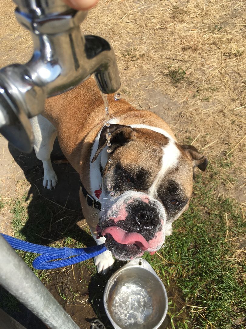 Tesla, an adoptable Boxer in Seattle, WA, 98116 | Photo Image 5