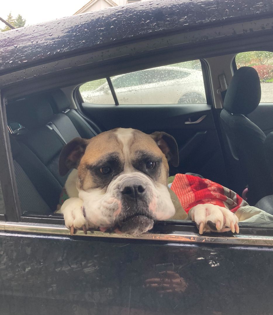 Tesla, an adoptable Boxer in Seattle, WA, 98116 | Photo Image 6