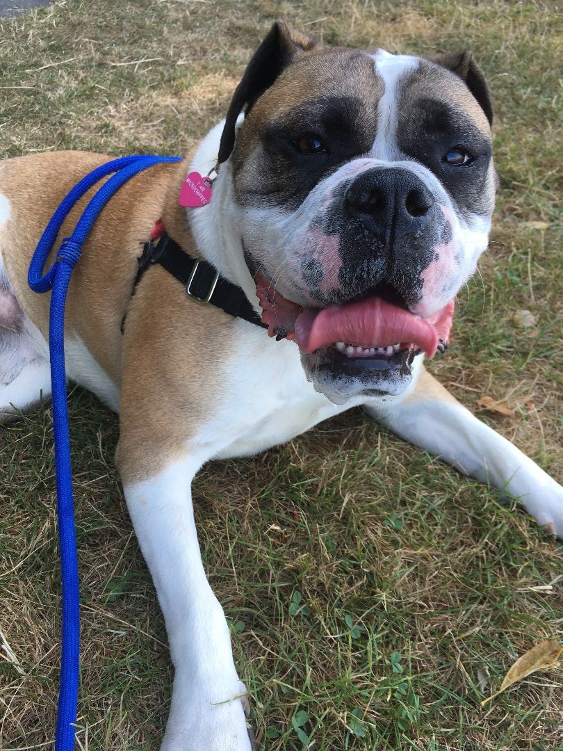 Tesla, an adoptable Boxer in Seattle, WA, 98116 | Photo Image 1