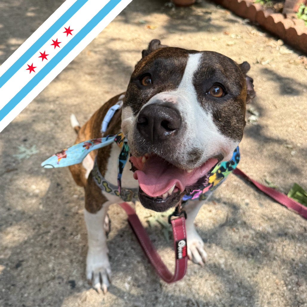 Fran, an adoptable Pit Bull Terrier in Chicago, IL, 60647 | Photo Image 1