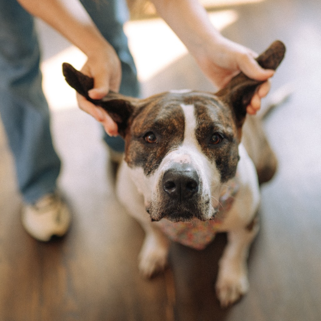 Fran, an adoptable Pit Bull Terrier in Chicago, IL, 60647 | Photo Image 1